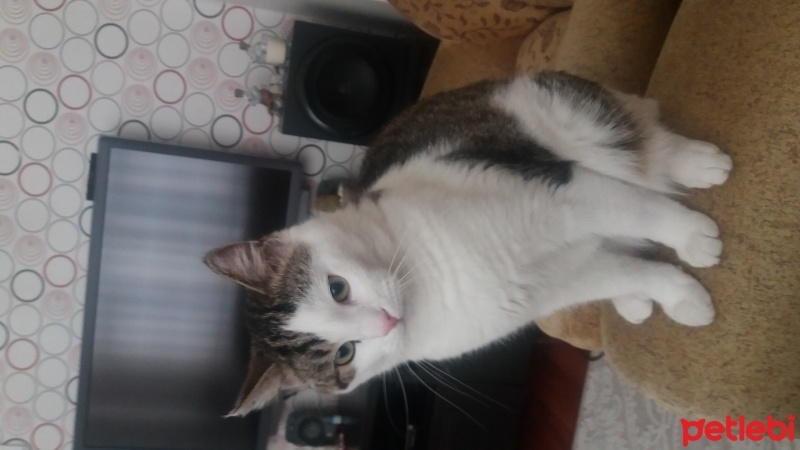 Tekir Kedi, Kedi  Maviş fotoğrafı
