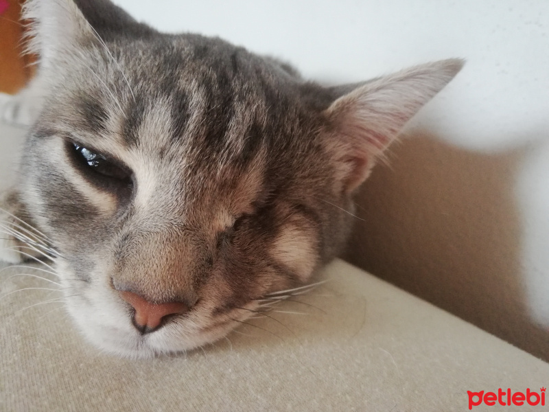 Tekir Kedi, Kedi  Fırfır fotoğrafı