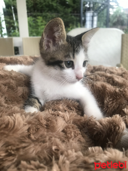 Tekir Kedi, Kedi  Badem fotoğrafı