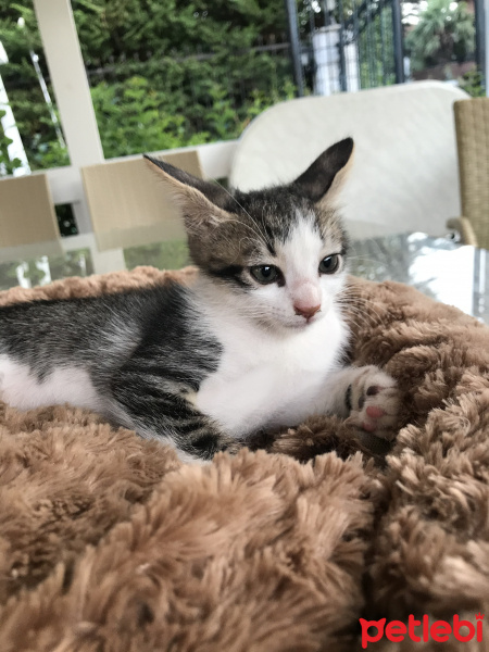 Tekir Kedi, Kedi  Badem fotoğrafı