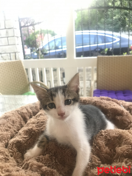 Tekir Kedi, Kedi  Badem fotoğrafı