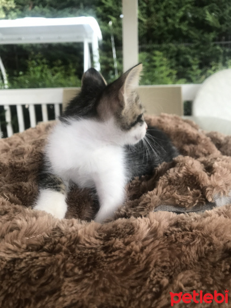 Tekir Kedi, Kedi  Badem fotoğrafı