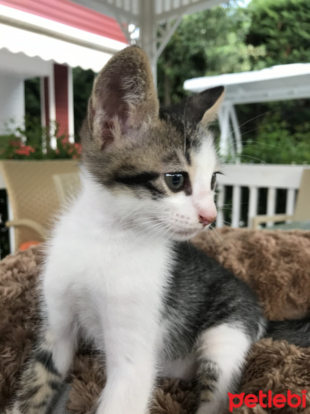 Tekir Kedi, Kedi  Badem fotoğrafı