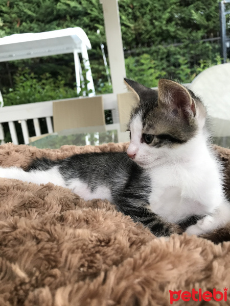 Tekir Kedi, Kedi  Badem fotoğrafı