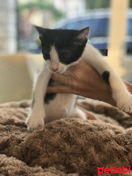 Tekir Kedi, Kedi  Benekli fotoğrafı