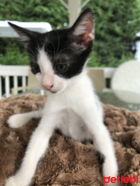 Tekir Kedi, Kedi  Benekli fotoğrafı