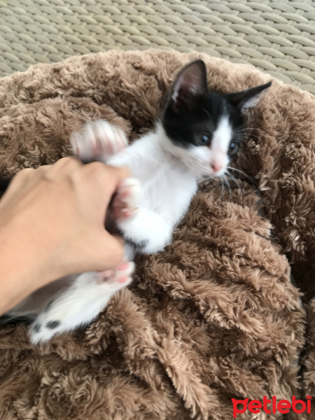 Tekir Kedi, Kedi  Benekli fotoğrafı