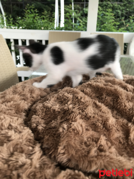 Tekir Kedi, Kedi  Benekli fotoğrafı