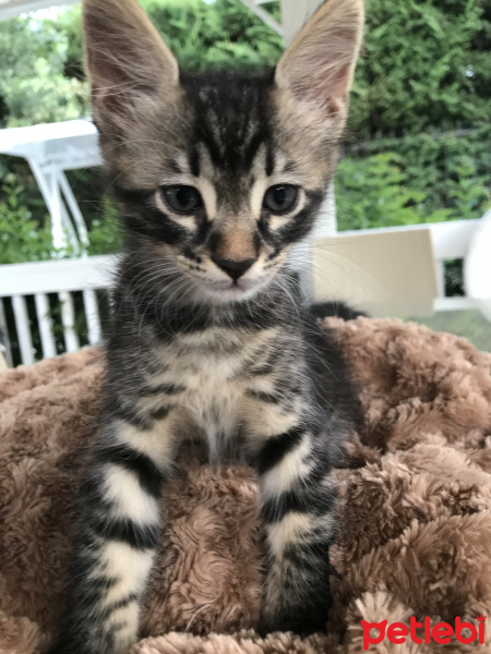 Tekir Kedi, Kedi  Rex fotoğrafı