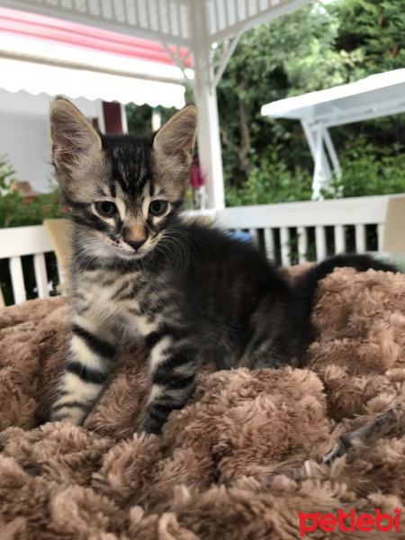 Tekir Kedi, Kedi  Rex fotoğrafı