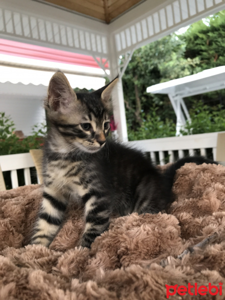 Tekir Kedi, Kedi  Rex fotoğrafı