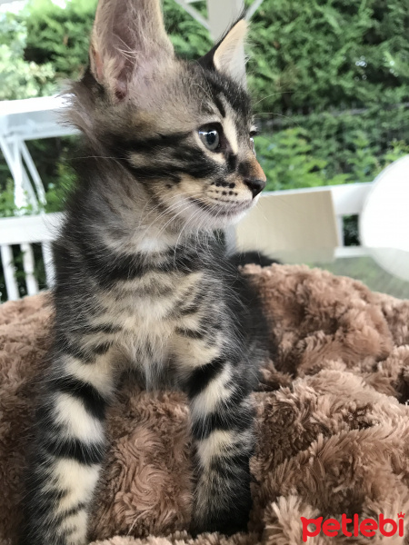 Tekir Kedi, Kedi  Rex fotoğrafı