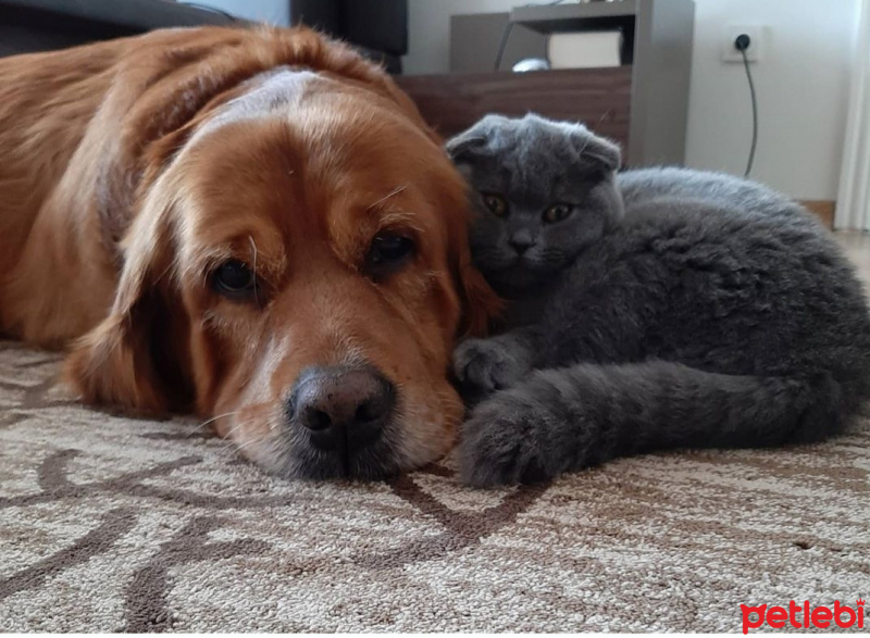 Golden Retriever, Köpek  Lokum fotoğrafı