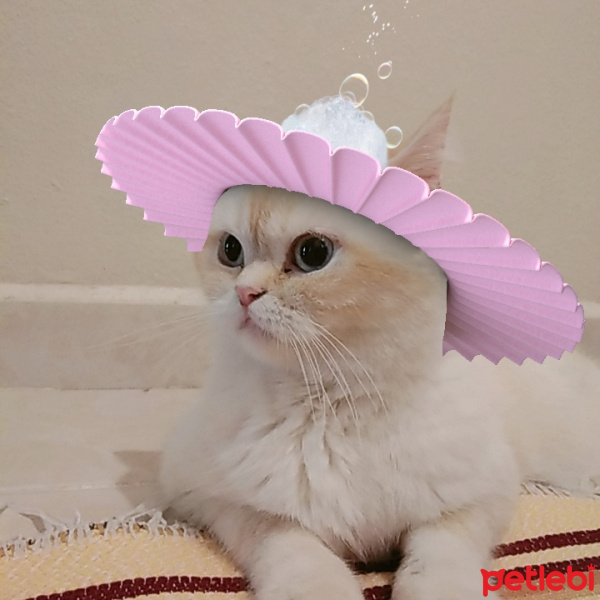 British Shorthair, Kedi  BADEM fotoğrafı