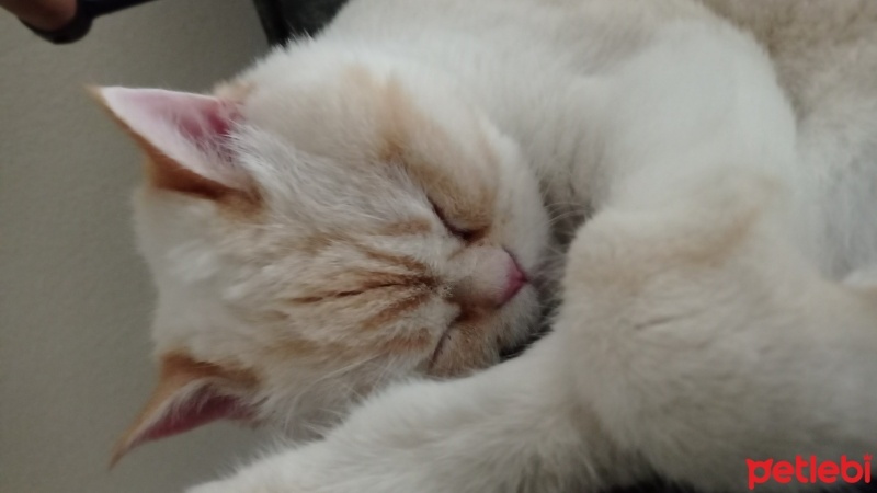 British Shorthair, Kedi  BADEM fotoğrafı
