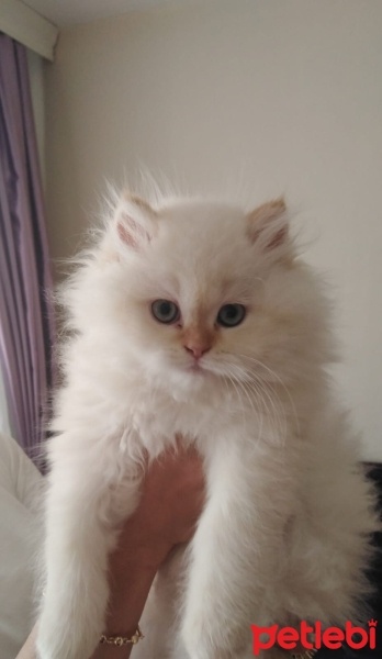 British Shorthair, Kedi  BADEM fotoğrafı