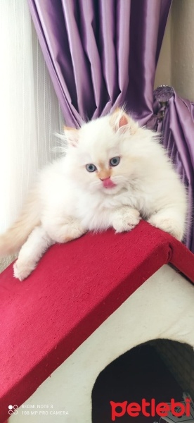 British Shorthair, Kedi  BADEM fotoğrafı