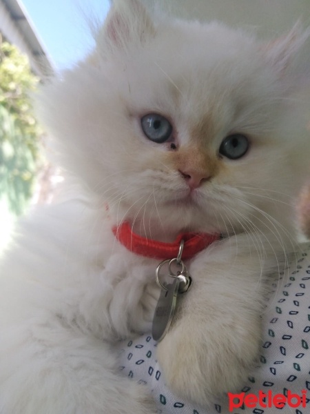 British Shorthair, Kedi  BADEM fotoğrafı