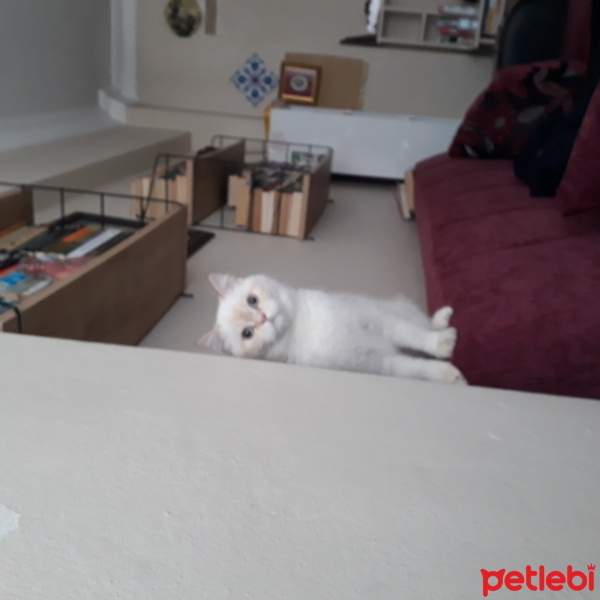 British Shorthair, Kedi  BADEM fotoğrafı