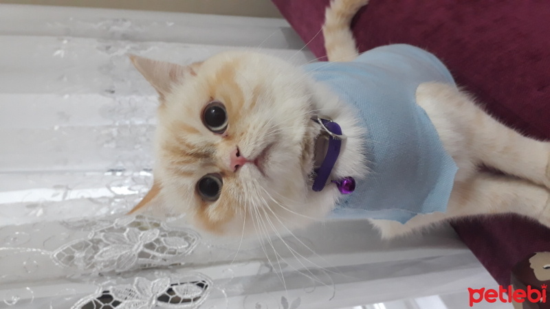 British Shorthair, Kedi  BADEM fotoğrafı