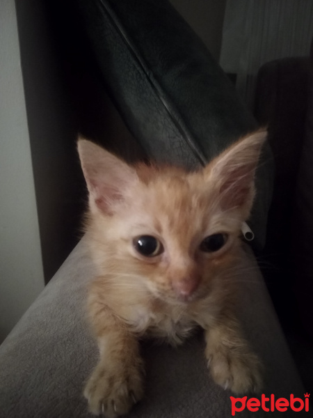 Sarman, Kedi  TARÇIN fotoğrafı