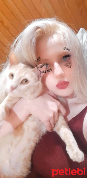 Sarman, Kedi  Micky fotoğrafı