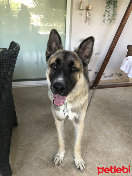 Avustralya Çoban Köpeği, Köpek  Barnie fotoğrafı