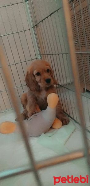 Amerikan Cocker Spaniel, Köpek  Lora fotoğrafı