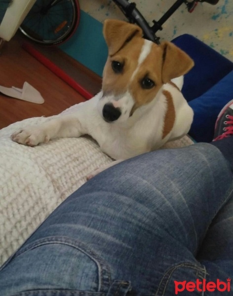 Jack Russell Terrier, Köpek  Milo fotoğrafı