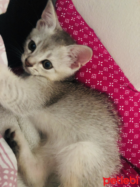 British Shorthair, Kedi  Pamuk fotoğrafı