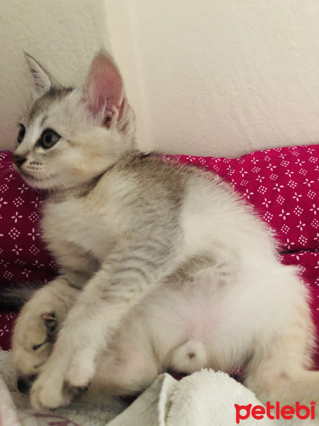 British Shorthair, Kedi  Pamuk fotoğrafı