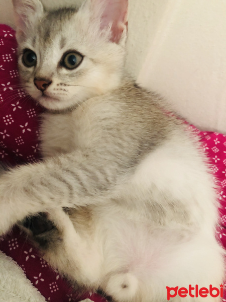 British Shorthair, Kedi  Pamuk fotoğrafı