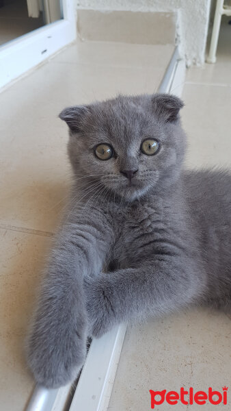 Scottish Fold, Kedi  Lucky fotoğrafı