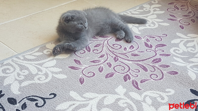 Scottish Fold, Kedi  Lucky fotoğrafı