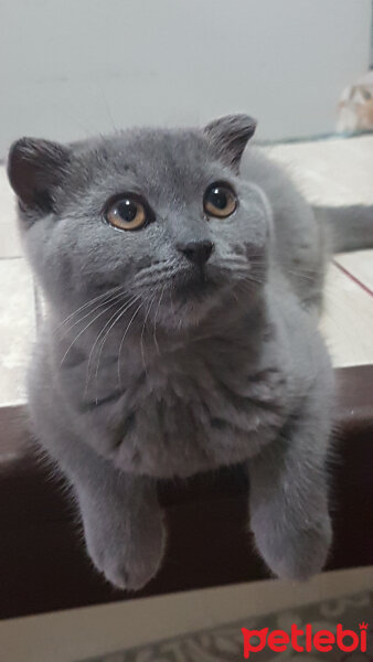 Scottish Fold, Kedi  Lucky fotoğrafı