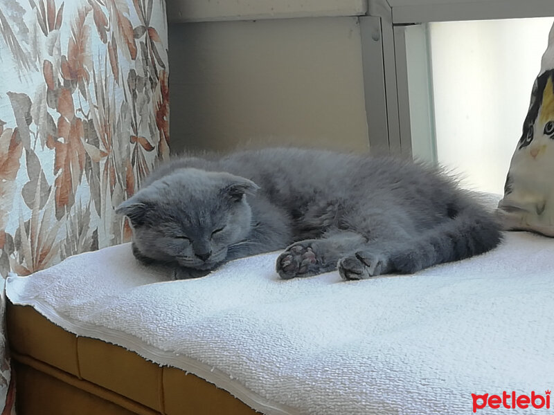 Scottish Fold, Kedi  Lucky fotoğrafı