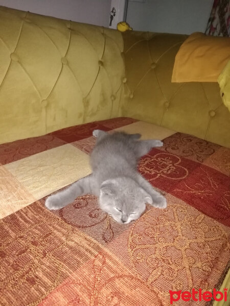 Scottish Fold, Kedi  Lucky fotoğrafı