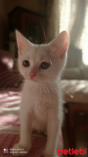 Ankara Kedisi, Kedi  Pamuk şeker fotoğrafı