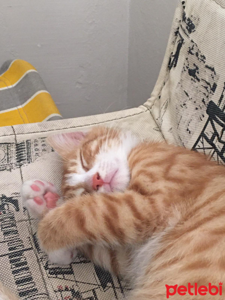 Sarman, Kedi  Baron fotoğrafı