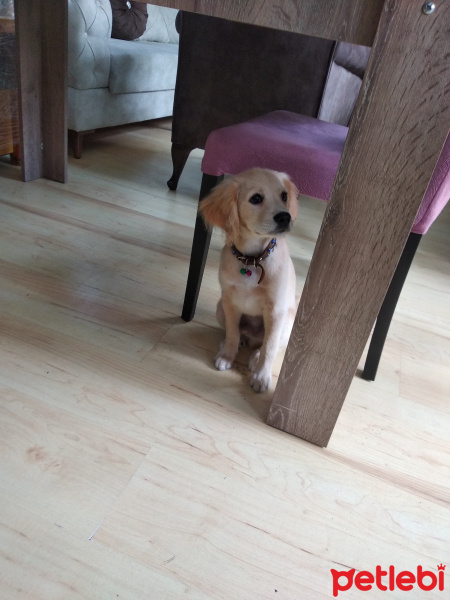 Amerikan Cocker Spaniel, Köpek  Togo fotoğrafı