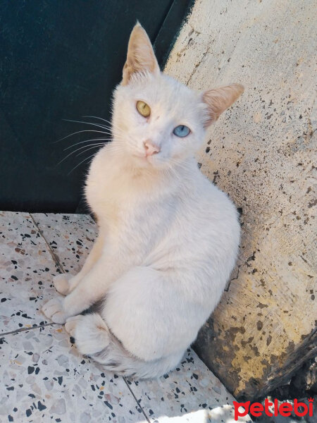 Van Kedisi, Kedi  Pamuk fotoğrafı