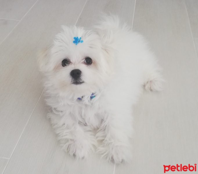 Maltese, Köpek  Köpük fotoğrafı