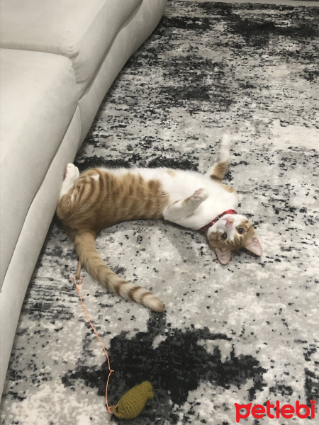 Sarman, Kedi  Köpük fotoğrafı