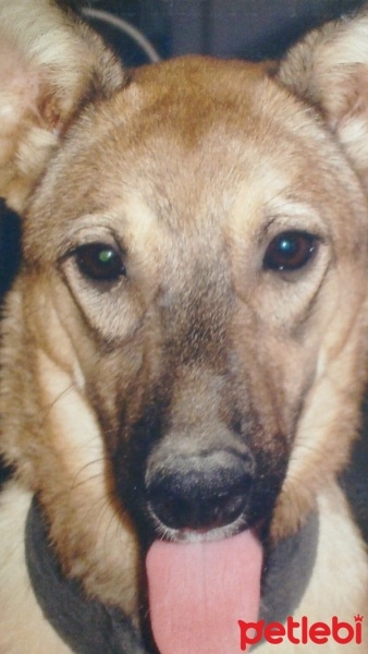 Alman Çoban Köpeği, Köpek  fındık fotoğrafı