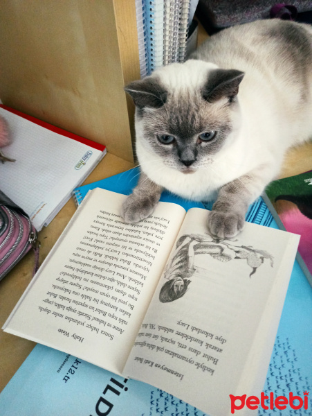 British Shorthair, Kedi  Pamuk fotoğrafı
