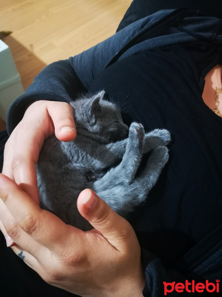 Scottish Fold, Kedi  Limon fotoğrafı