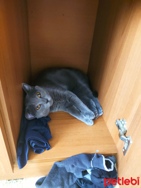 British Shorthair, Kedi  Çakır fotoğrafı
