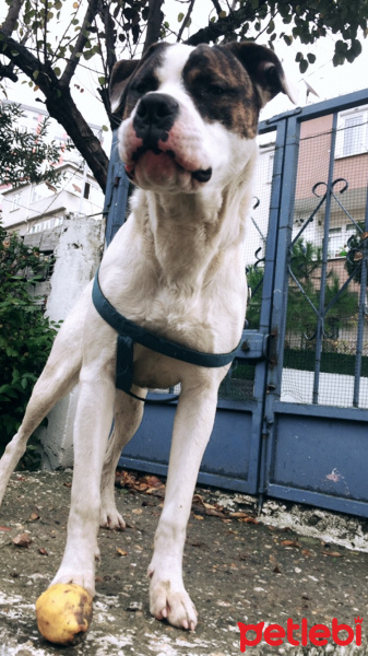 Amerikan Bulldog, Köpek  Pablo Escobar fotoğrafı