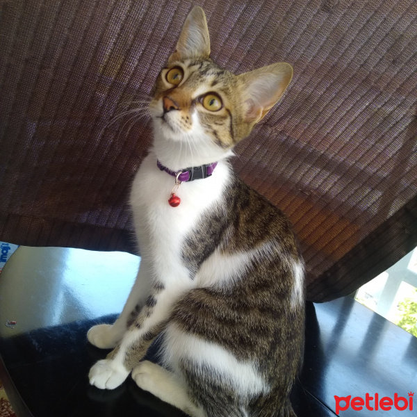 Tekir Kedi, Kedi  Badem fotoğrafı