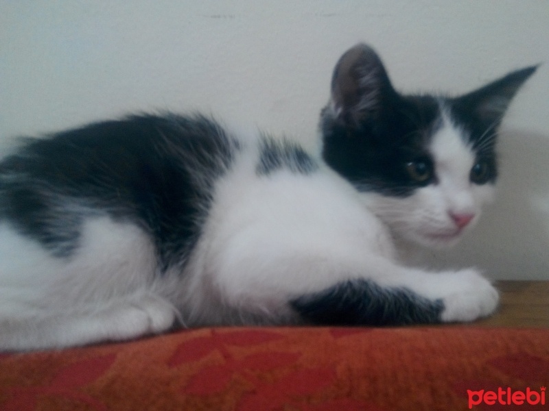 Tekir Kedi, Kedi  Minik fotoğrafı